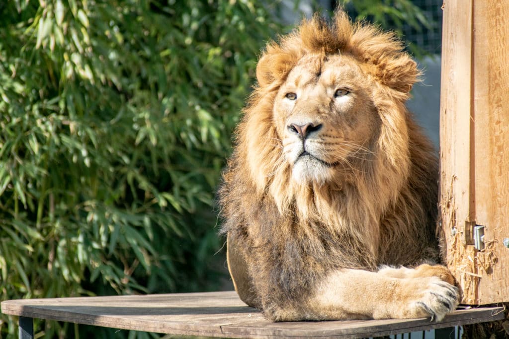 Wilhelma, jardin botanique et zoologique à Stuttgart