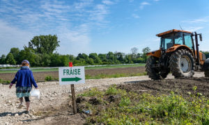 A la cueillette des fraises de la Meinau