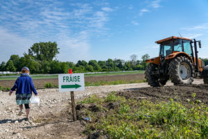 Cueillette de fraises à l'Ilot de la Meinau à Strasbourg