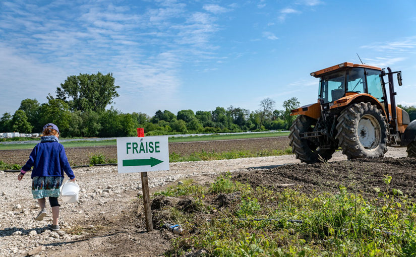 Cueillette de fraises à l'Ilot de la Meinau à Strasbourg