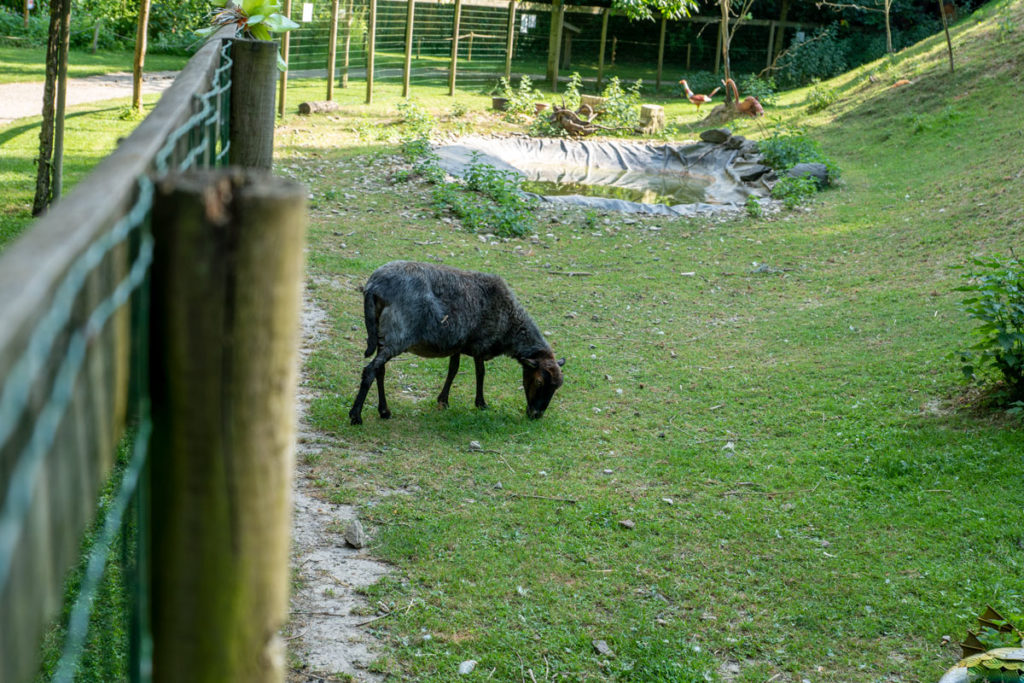 Chèvre du Fort Kléber à Wolfisheim