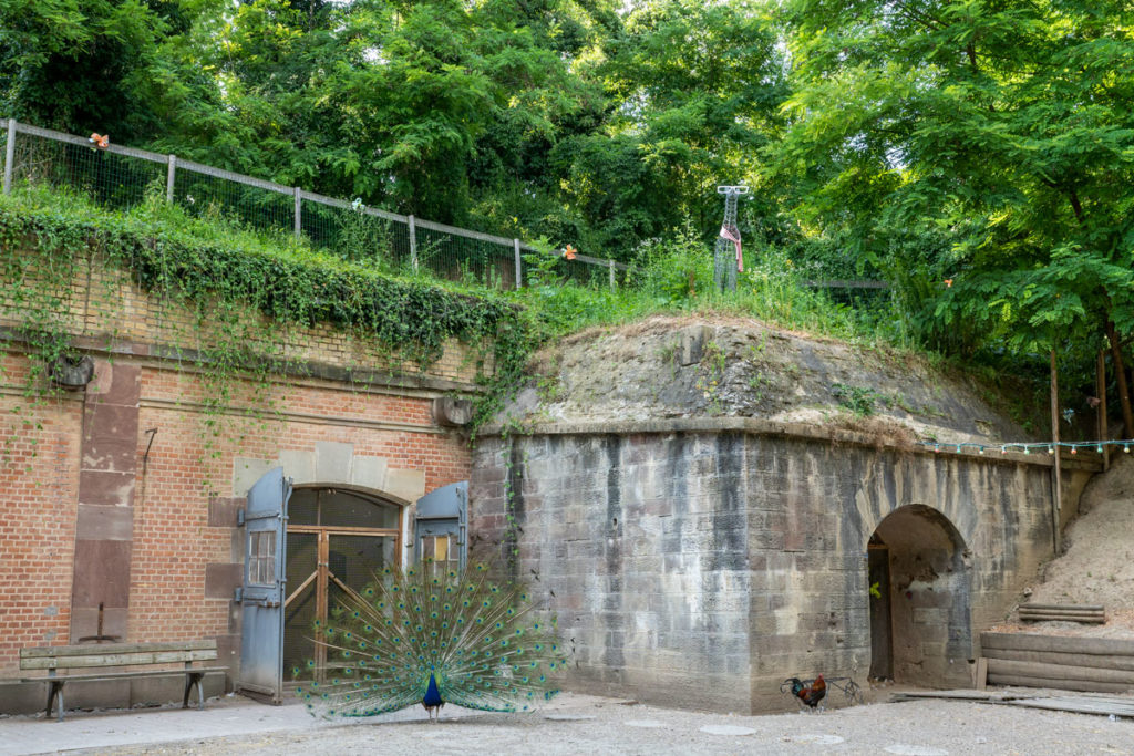 Mini ferme au parc du Fort Kléber de Wolfisheim