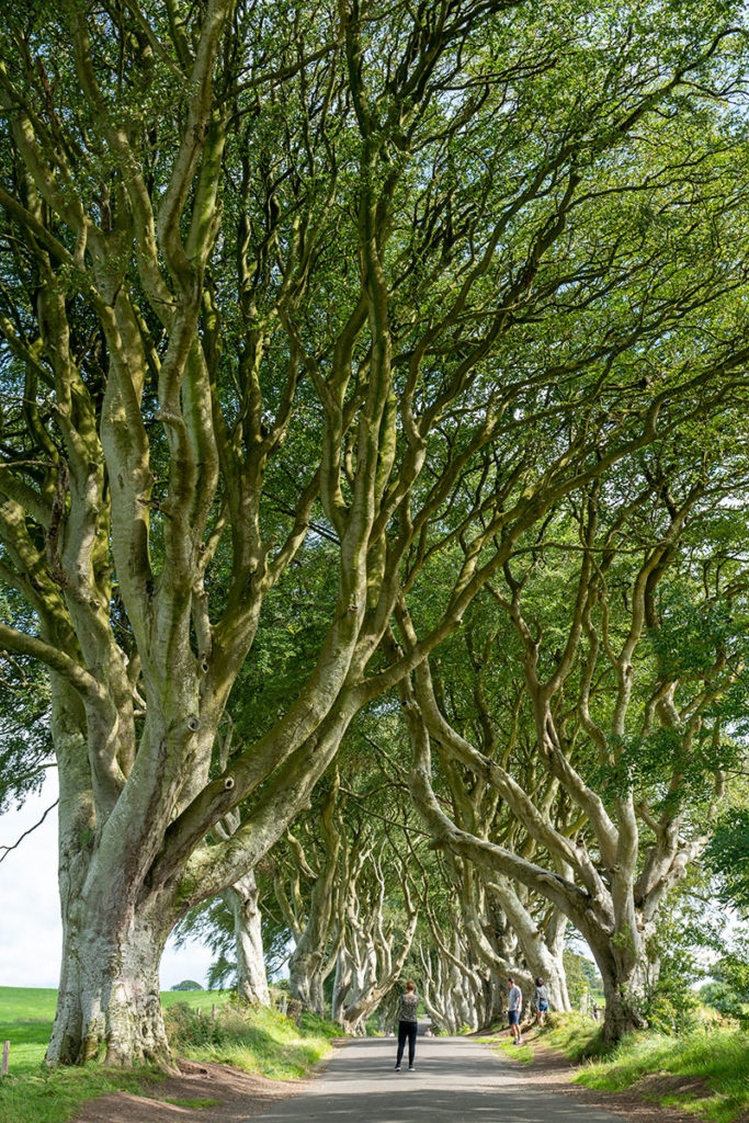 The Dark Hedges