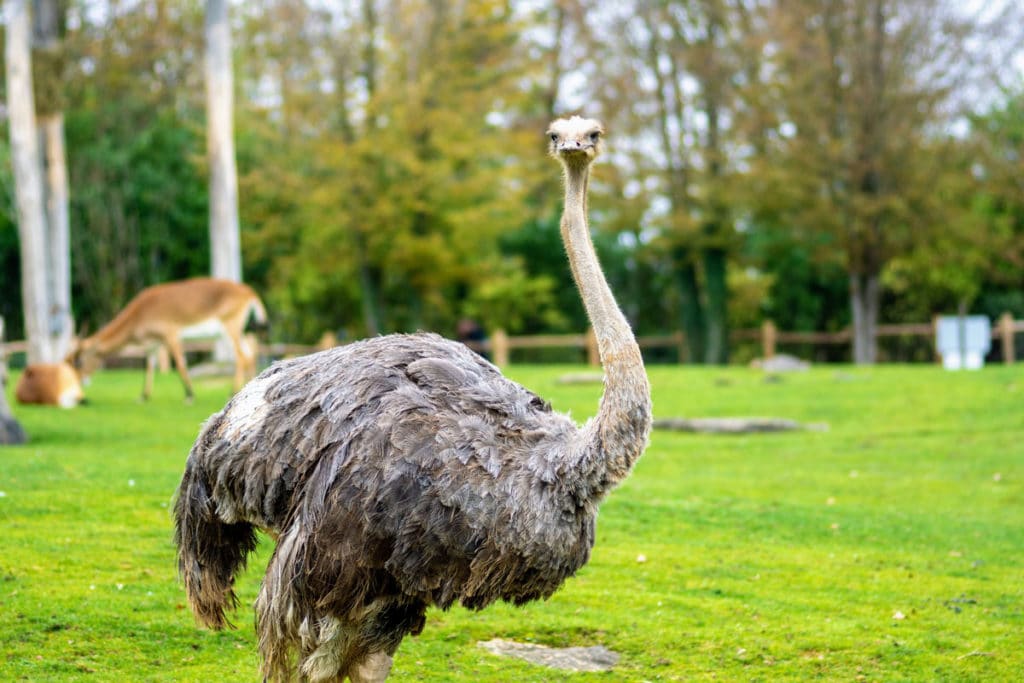 Autruche au zoo d'Amnéville