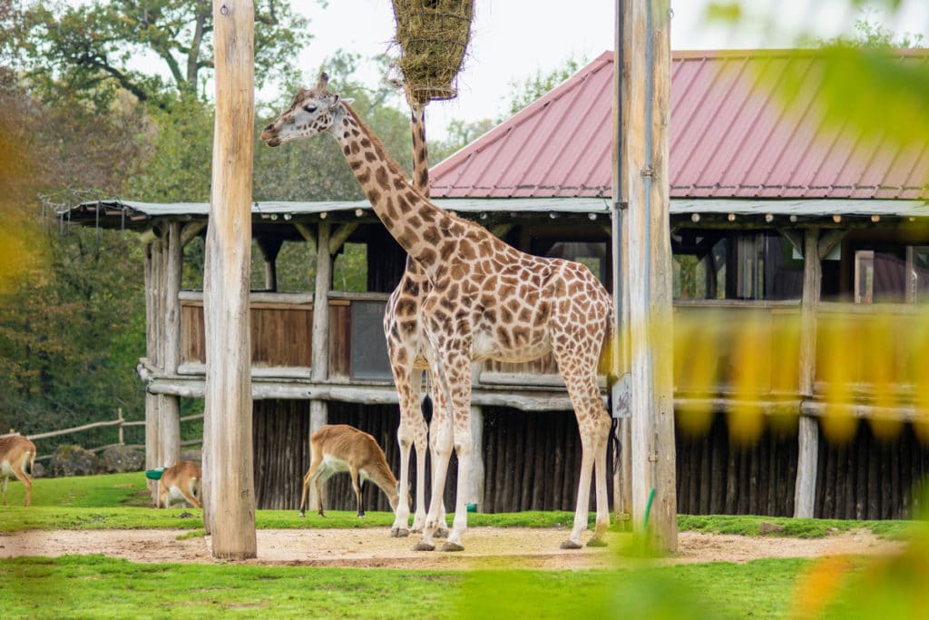 Girafe au zoo d'Amnéville