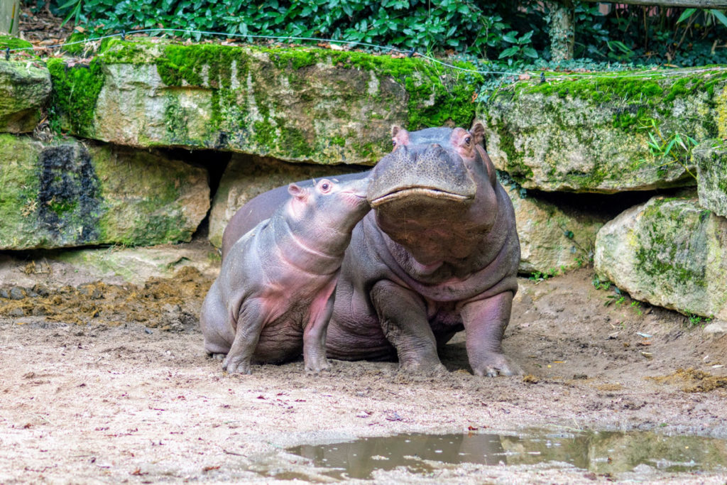 Hippopotames au zoo d'Amnéville