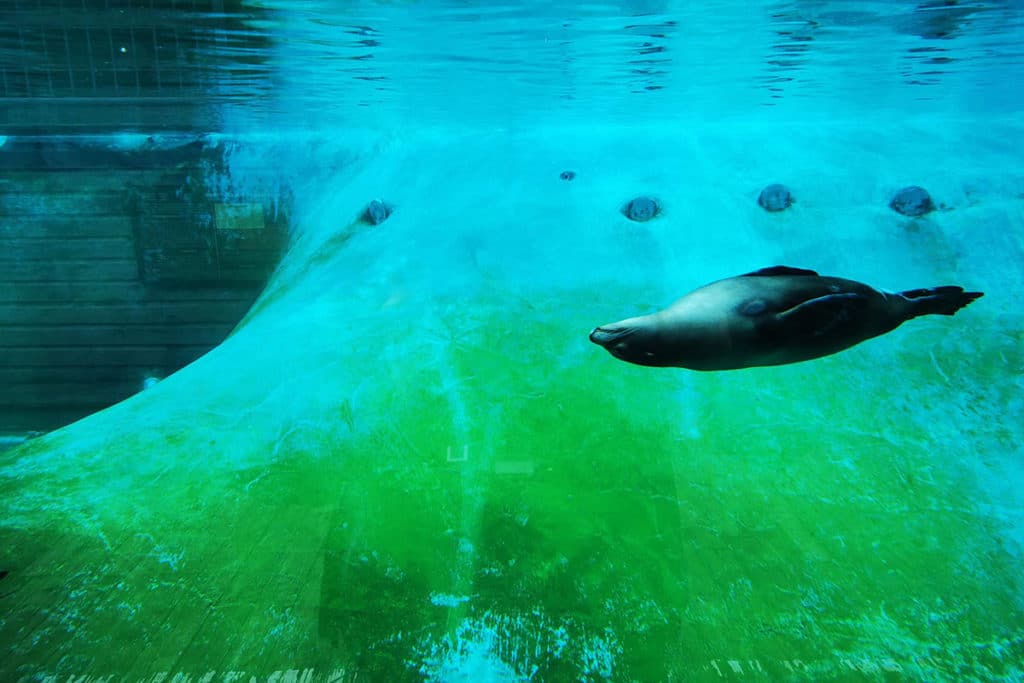 Otarie au zoo d'Amnéville