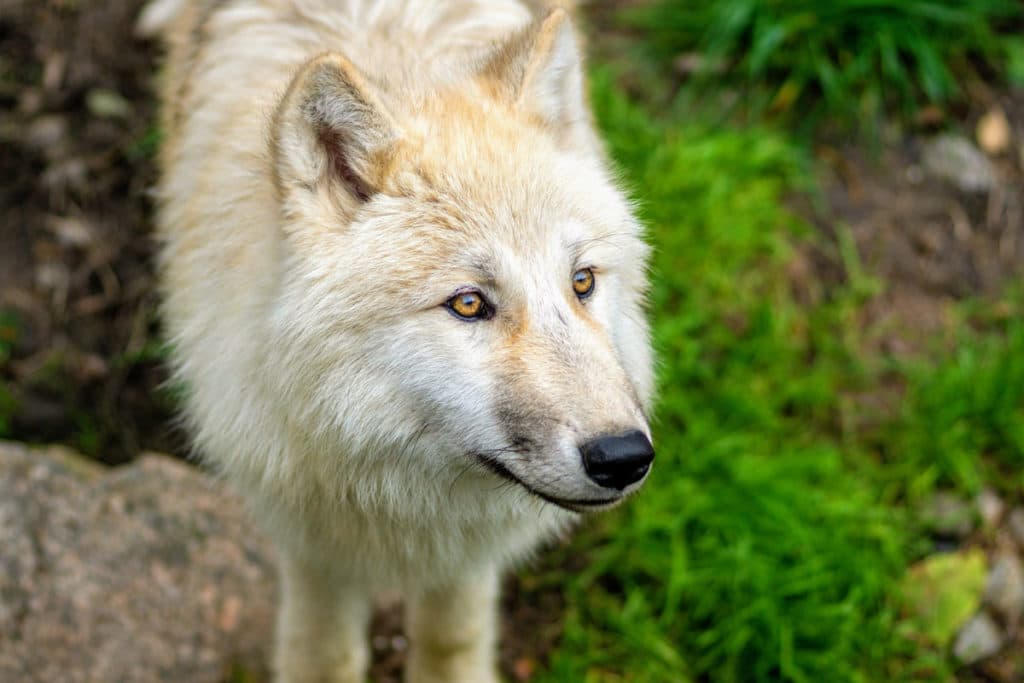 Loup blanc au zoo d'Amnéville