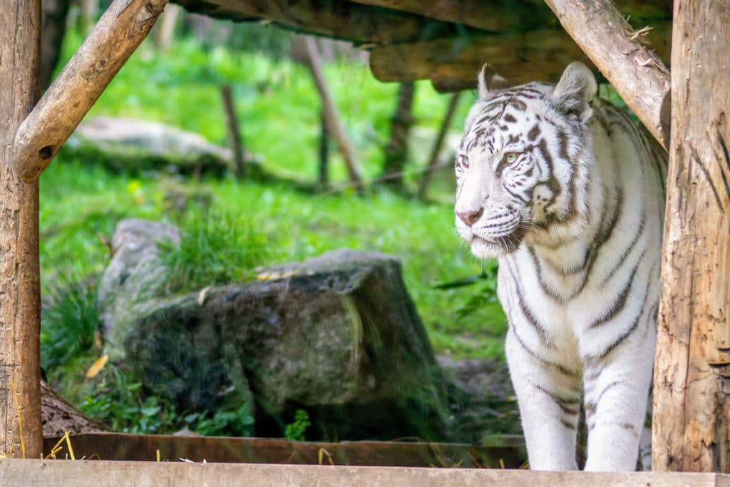 Tigre blanc au zoo d'Amnéville
