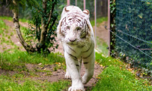 Visite du zoo d’Amnéville