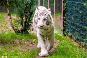 Tigre blanc au zoo d'Amnéville