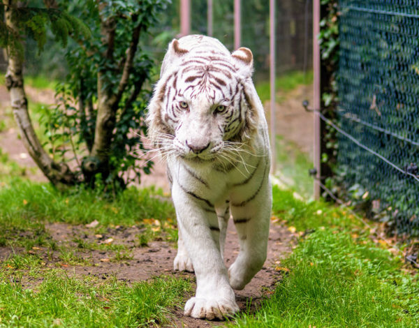 Visite du zoo d’Amnéville