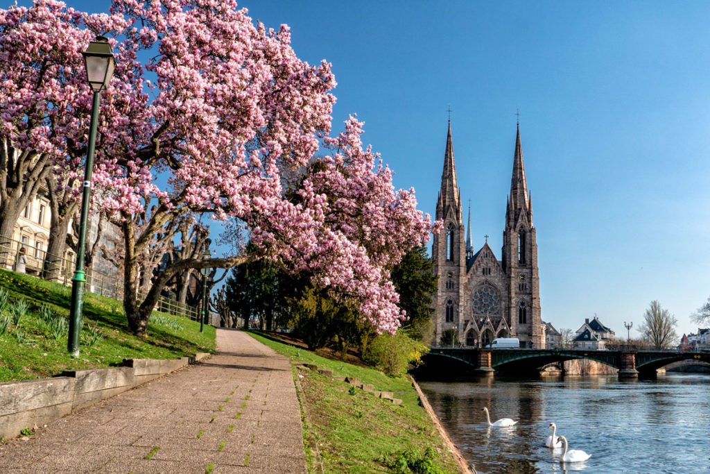 Magnolias devant l'Eglise Saint-Paul à Strasbourg