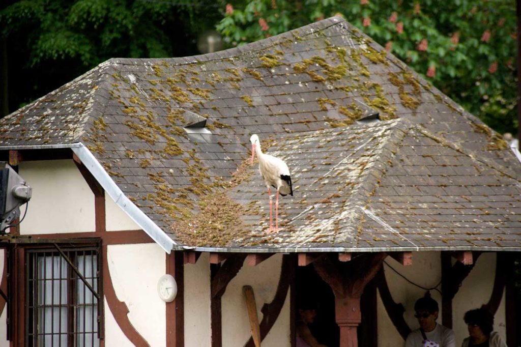 Cigogne au parc de l'Orangerie