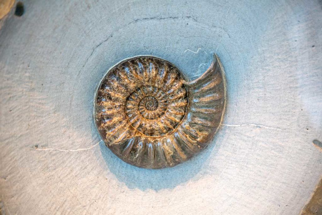 Fossile d'ammonite au Paleospace