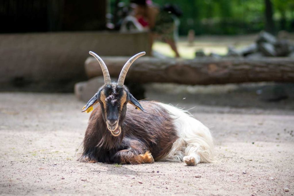 Chèvre au parc Friedel