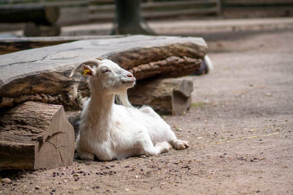 Chèvre qui se repose près d'un banc du parc Friedel