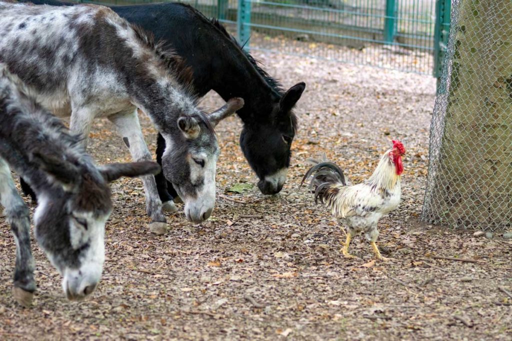 Coq et ânes au parc Friedel