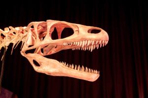 Dinosaure de Normandie au Paleospace