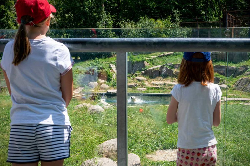 Observation de l'ours polaire au zoo de Mulhouse