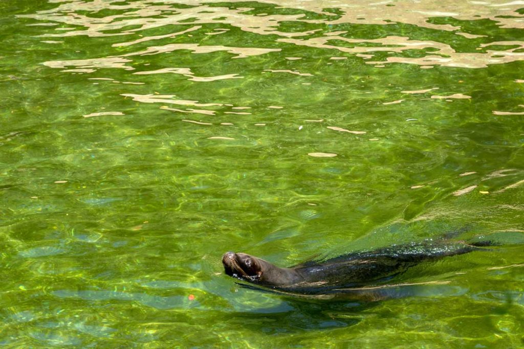 Otarie qui nage au zoo de Mulhouse