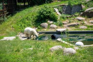 Ours blanc du zoo de Mulhouse