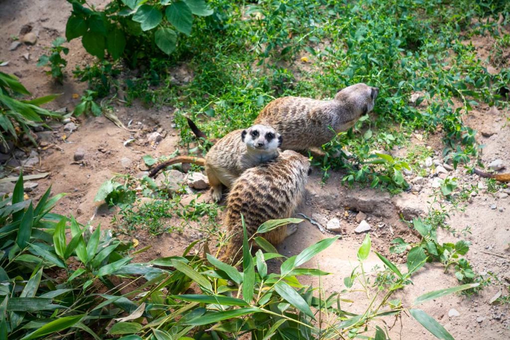 Suricates au zoo de Mulhouse