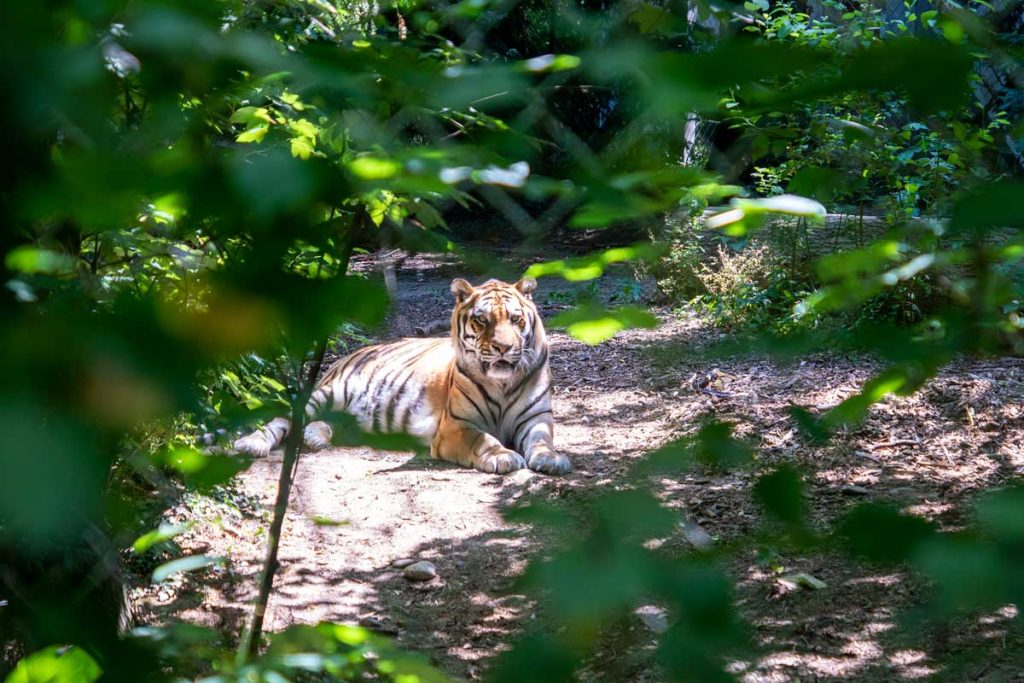 Tigre au zoo de Mulhouse