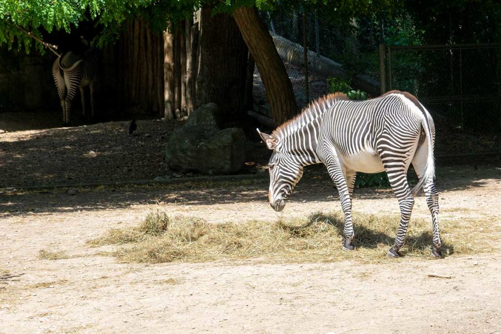 Zèbre au zoo de Mulhouse