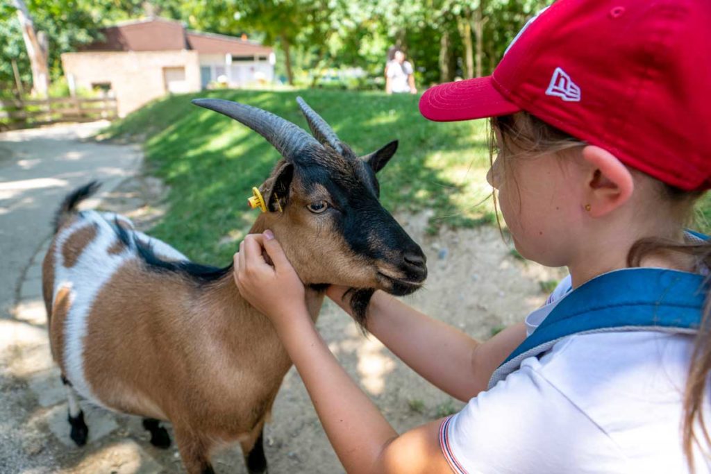 Au contact des chèvres dans le Zoo des Enfants à Mulhouse