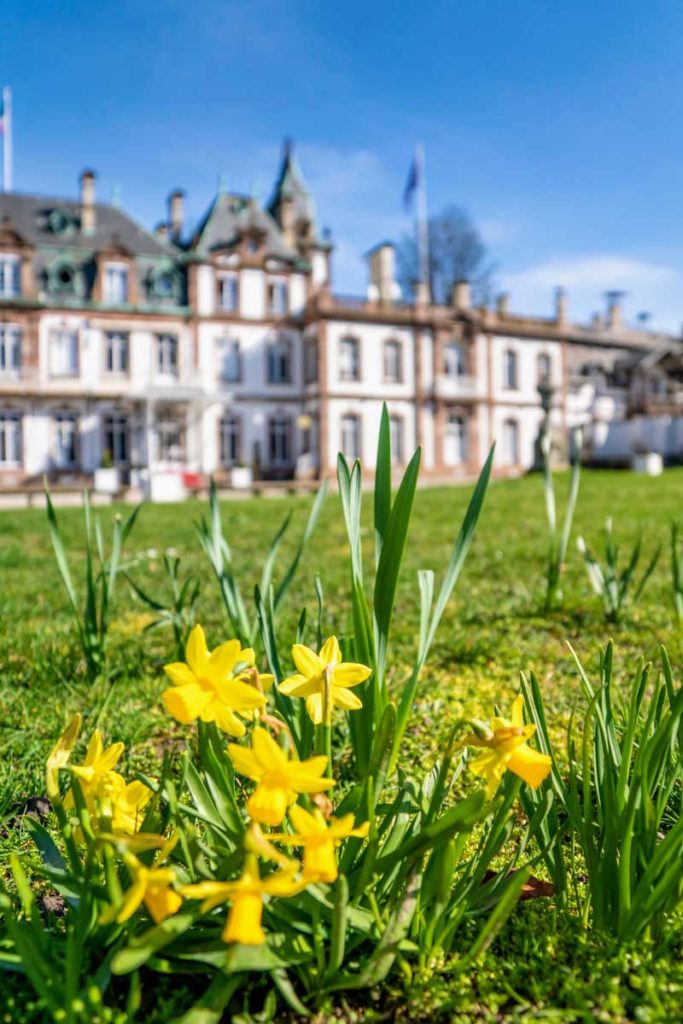 Jonquilles au Château de Pourtalès