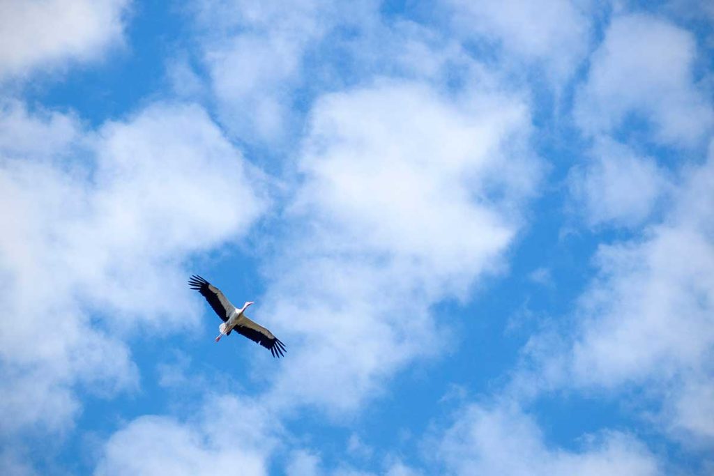 Cigogne qui vole dans le ciel de Strasbourg