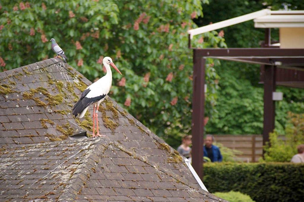 Cigogne au parc de l'Orangerie