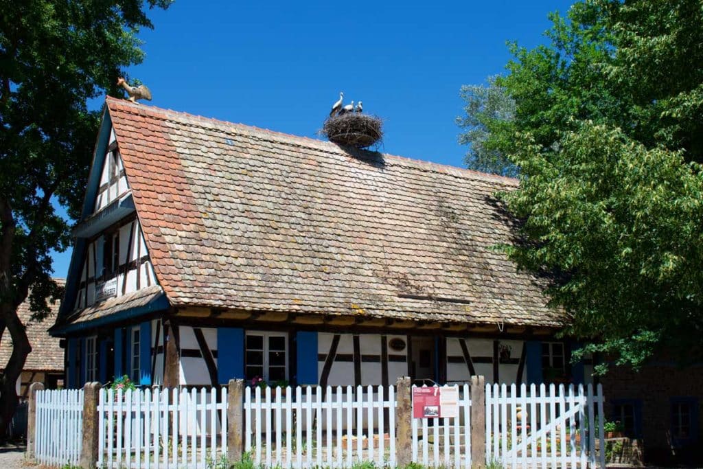 Cigognes sur le toit d'une maison alsacienne à l'Ecomusée