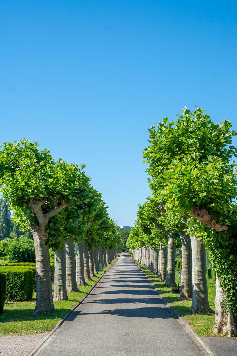 Allée du cimetière nord de Strasbourg