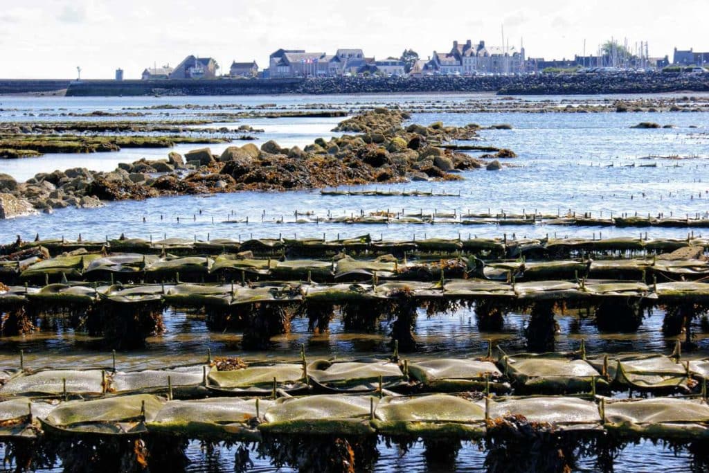 Parcs à huîtres de Saint-Vaast-la-Hougue