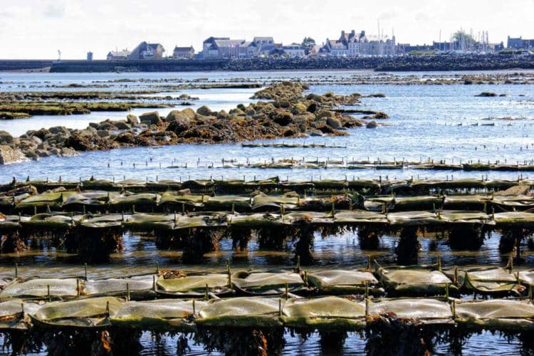 Visiter Saint-Vaast-La-Hougue en Normandie - Cotad