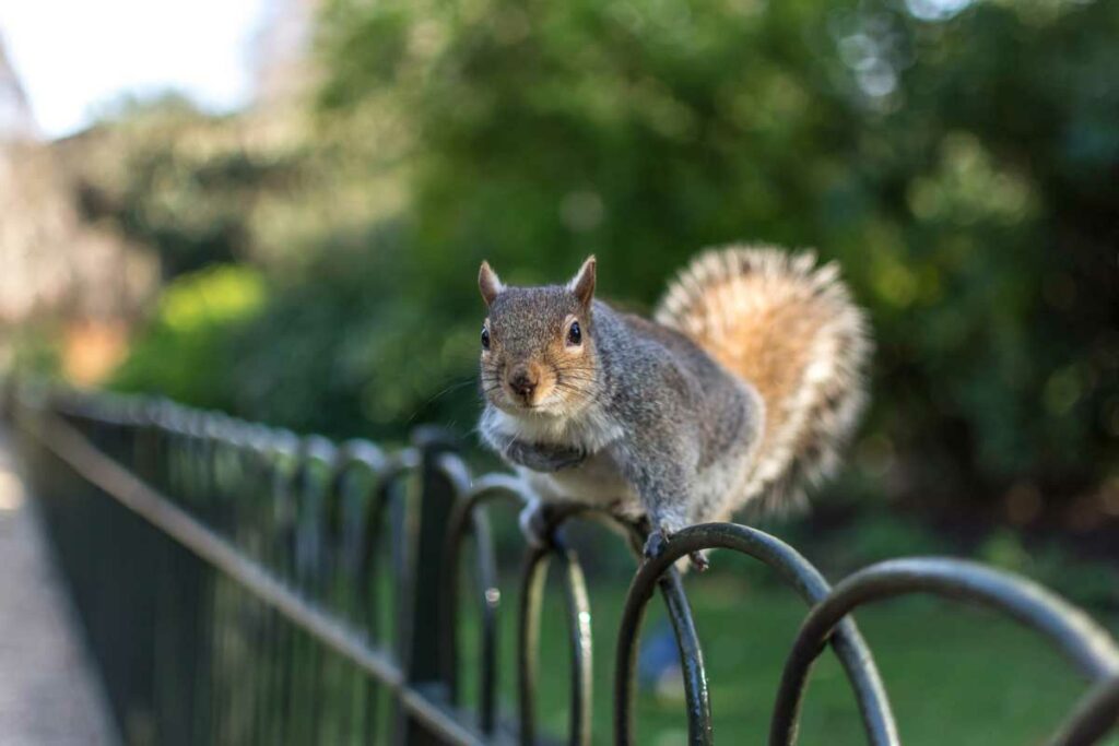 Ecureuil dans Hyde Park à Londres