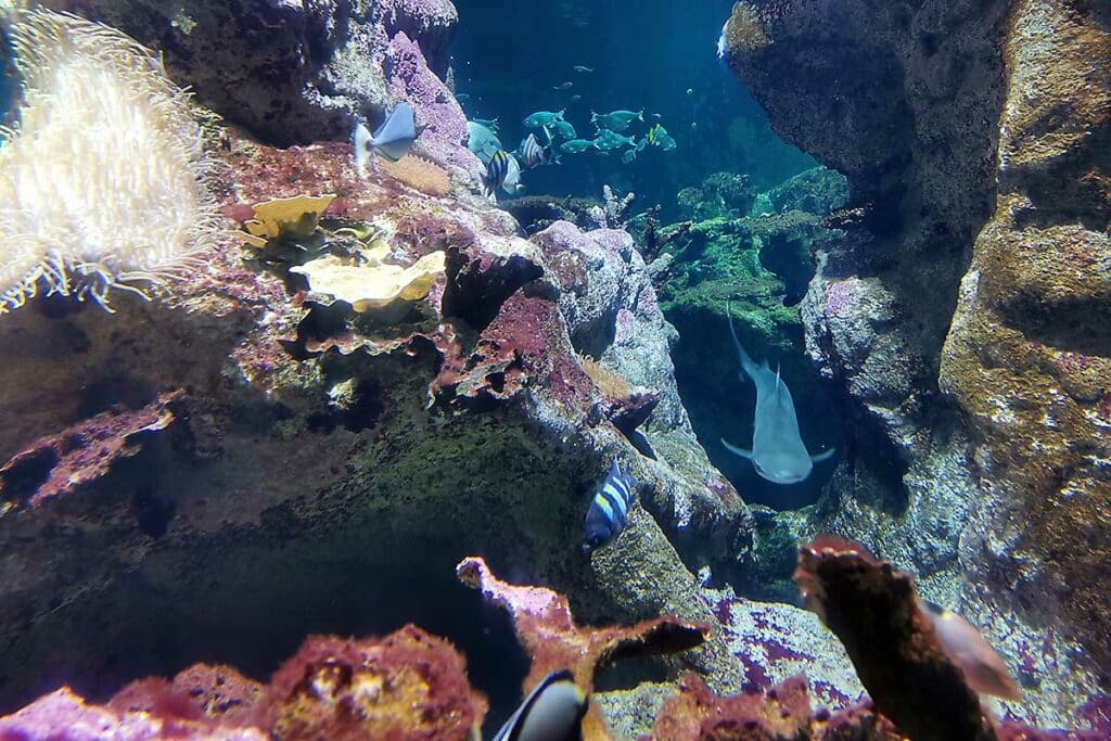 Requin et poissons à l'aquarium de la cité de la mer