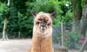 Le parc animalier de Montaigu-la-Brisette : une après-midi au milieu des animaux