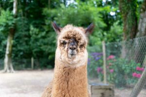 Un alpaga