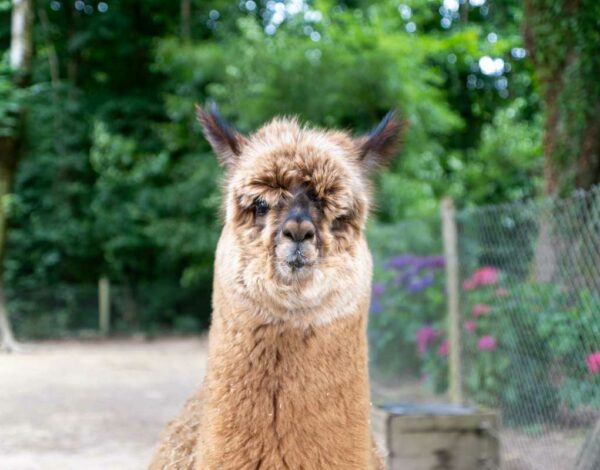Le parc animalier de Montaigu-la-Brisette : une après-midi au milieu des animaux