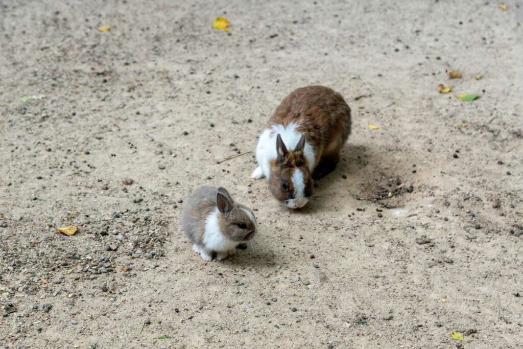 Un bébé lapin tout mignon