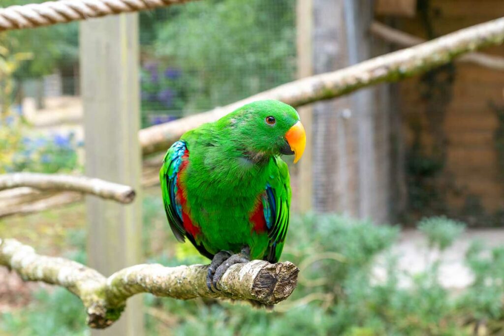 Un loriquet pas farouche