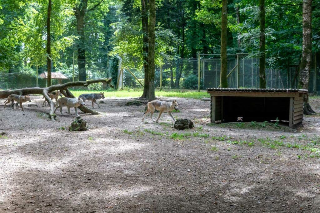 Meute de loups