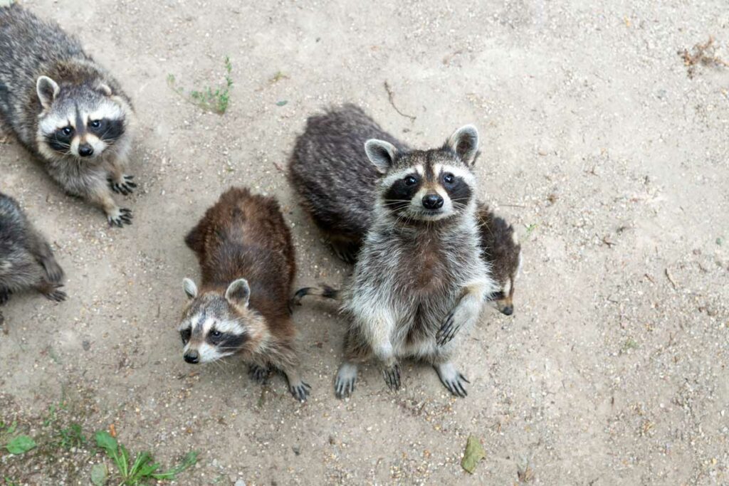 Des ratons laveur bien curieux