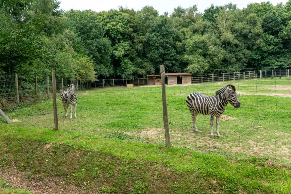 Des zèbres au parc de Montaigu